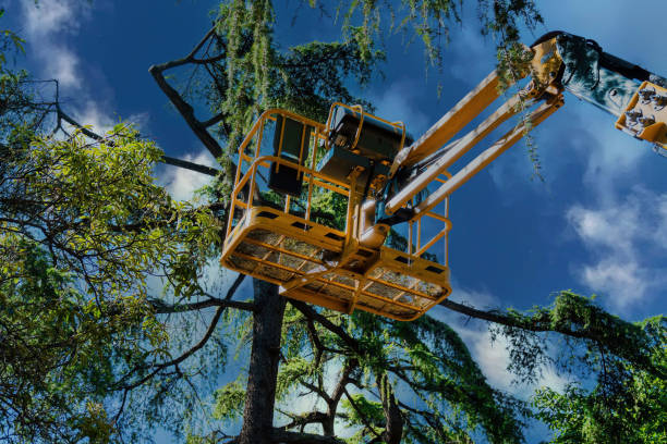 Reliable Cherokee Village, AR Tree Removal Solutions